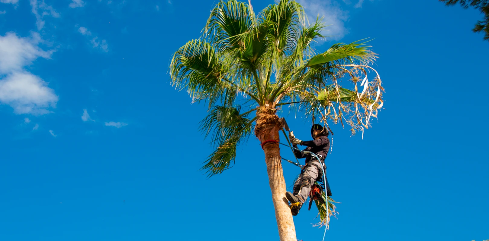 Palm Tree removal